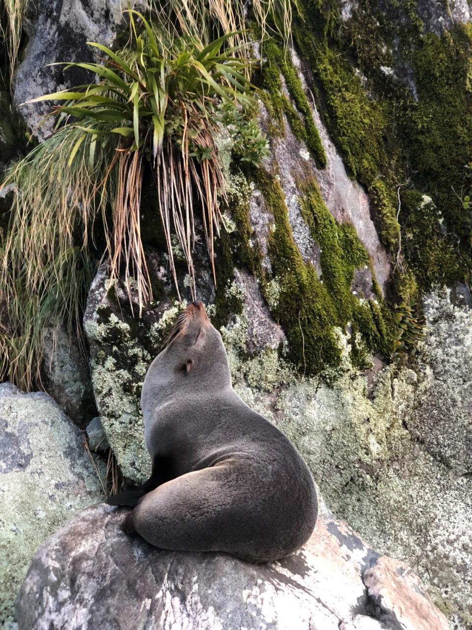 Milford Sound Overnight Cruise - Fiordland Discovery Extérieur photo